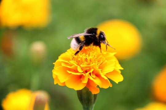 bee bumblebee drink nectar on tagetes marigolds flowers