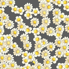 Blooming daisies on a dark background