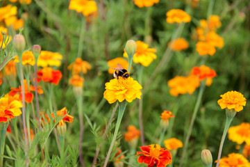 Bee Bumblebee Drink Nectar on Tagetes Marigolds Flowers