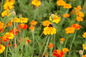 Obraz na płótnie Canvas : bee bumblebee drink nectar on tagetes marigolds flowers