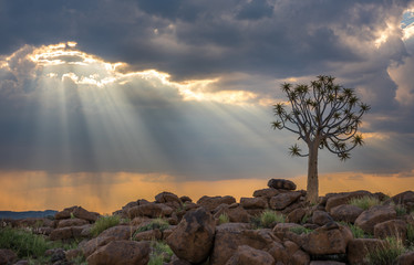 The quiver tree, or aloe dichotoma, Keetmanshoop, Namibia