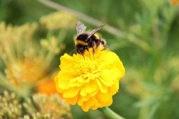 Bee Bumblebee Drink Nectar on Tagetes Marigolds Flowers
