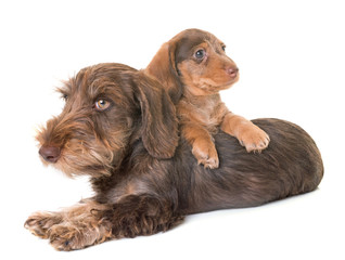 puppies Wire-haired Dachshund
