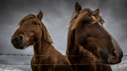 Island-Pferde vor dunklen Wolken