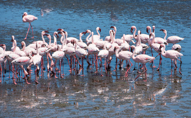 Obraz premium Flock of flamingos at Walvis Bay, Namibia
