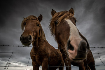 Island-Pferde vor dunklen Wolken