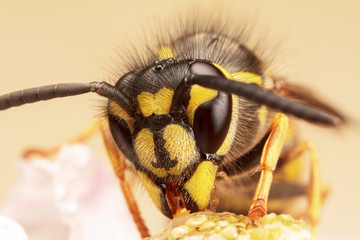 European Wasp, Vespula Vulgaris