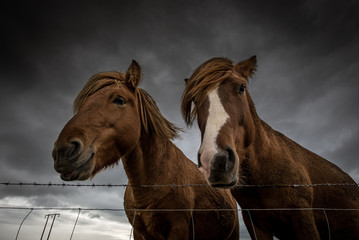 Fototapeta premium Witzige Island-Pferde vor dunklen Wolken