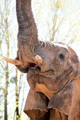 zoo beauval elephant