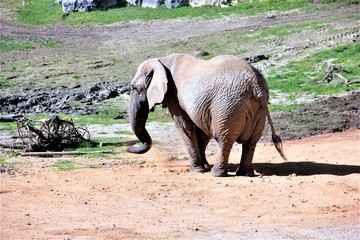 elephant beauval
