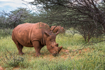 Fototapeta premium White rhino, Waterberg Plateau National Park, Namibia