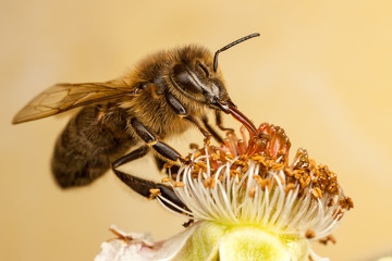 European Honey Bee, Apis mellifera