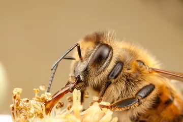 Foto op Aluminium Europese honingbij, Apis mellifera © Antony Cooper