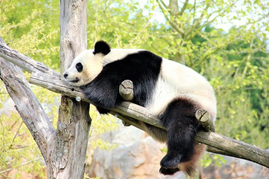panda g&eacute;ant beauval