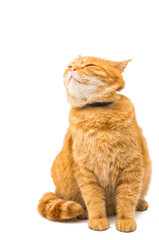 Red cat isolated