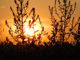 Gräser in der Morgensonne