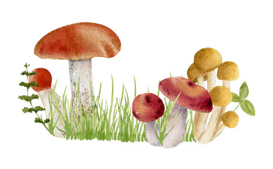 watercolor clipart of mushrooms - 167760601