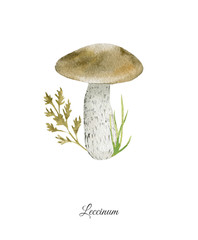 Handpainted watercolor poster with leccinum