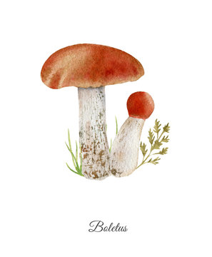 Handpainted watercolor poster with boletus