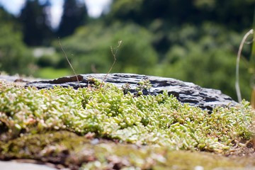 Macro of a Rock and some grass