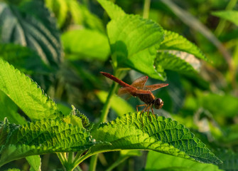 Red dragonfly show wings detail on a green leaf as natural background on sunshine day