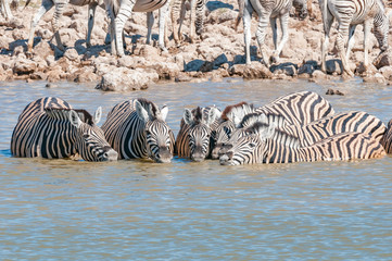 Fototapeta na wymiar Burchells zebras drinking water in a waterhole in Northern Namibia