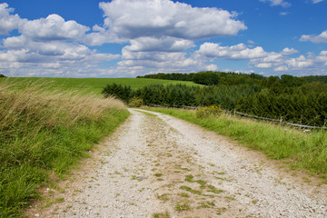 Fototapeta na wymiar Path in Grassfield