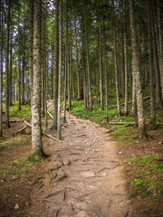 Forest path covered with tree roots in it. Mountain Durmitor, Montenegro.