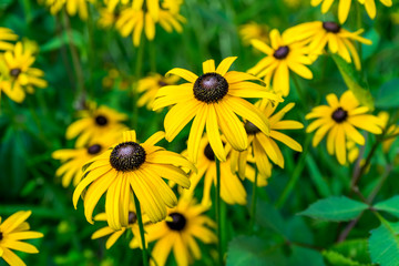 Wildblumen im Garten
