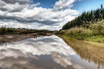 Reflection in Puddle