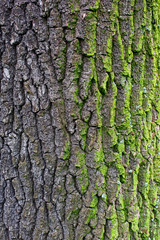 Background oak bark with moss