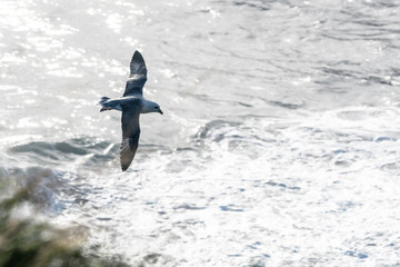 Fototapeta premium Eissturmvogel bei Dyrholaey, Südisland