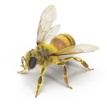 Bee isolated on the white. 3D illustration