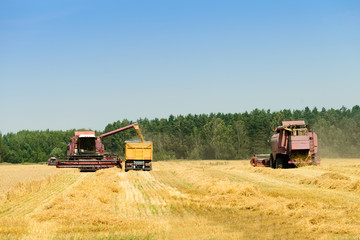 Fototapeta premium harvester combine harvesting wheat and pouring it into tractor trailer for grain export. Agriculture and farming concept