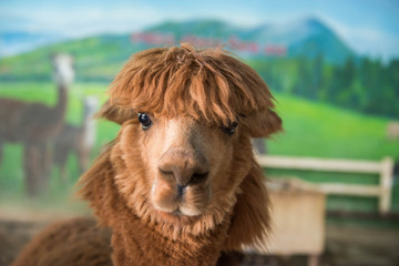 Close up of brown Alpaca © magneticmcc