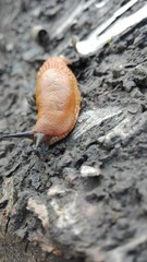 Nacktschnecke auf einem Stein