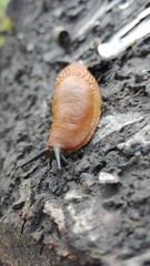 Nacktschnecke auf einem Stein