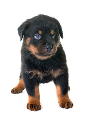 puppy rottweiler in studio