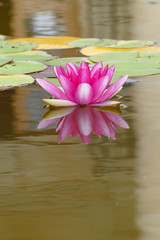 water lily