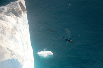 Whale watching in a Ilulissat midnight with boat from aerial view
