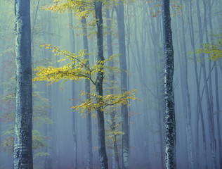 Trunks of trees and a branch with yellow leaves in a misty autumn forest. A beautiful autumn natural look.

