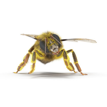 European honey bee, isolated on white. 3D illustration