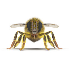insect honey bee isolated on white. 3D illustration