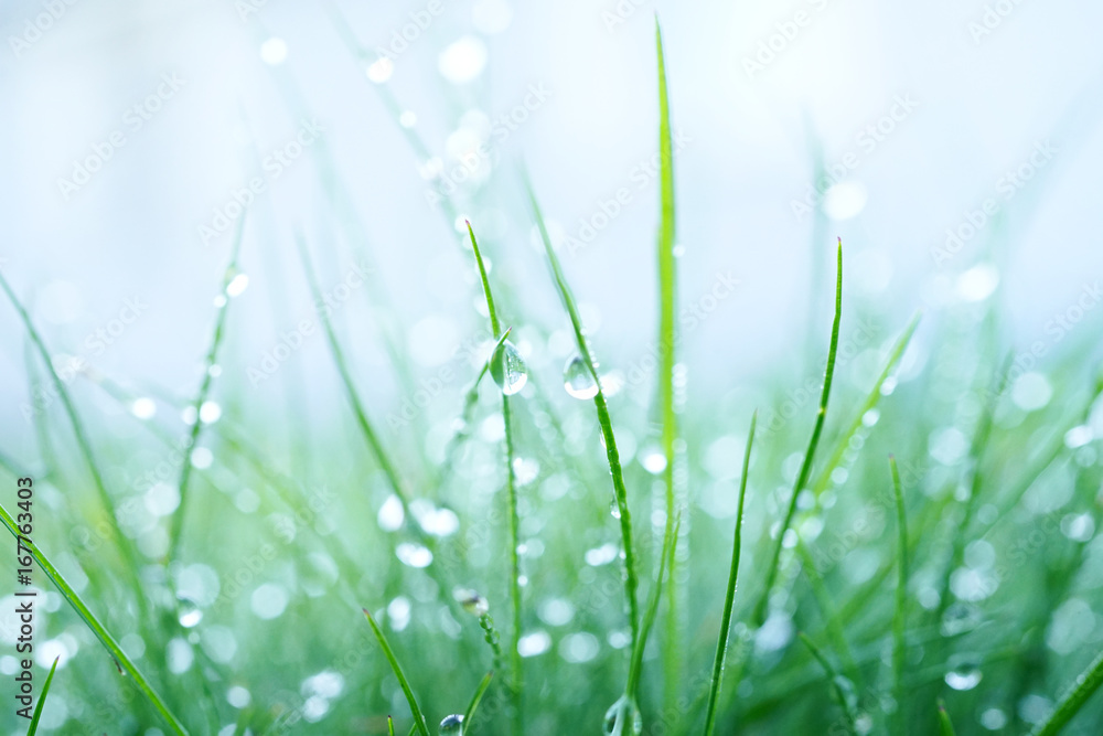 Aufkleber Fresh wet grass in the early morning with droplets of dew close up of a macro with a soft focus on a light blue background. Elegant delicate gentle abstract nature background.