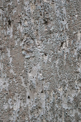 Obraz premium Moldy wood texture