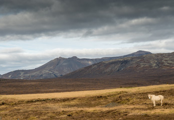 weisses Island-Pferd im Hochland von Island