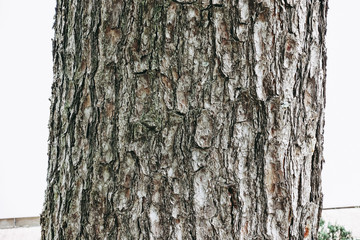 木 テクスチャー