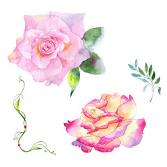 Wildflower rose flower in a watercolor style isolated. Full name of the plant: rose. Aquarelle wild flower for background, texture, wrapper pattern, frame or border.