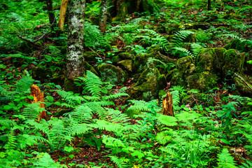 Scenic panorama of green forest thicket in summer