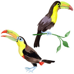 Sky bird toucan in a wildlife by watercolor style isolated. Wild freedom, bird with a flying wings. Aquarelle bird for background, texture, pattern, frame, border or tattoo.